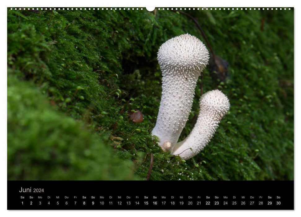 CHAMPIGNONS IN FOCUS 2024 (Calendrier mural CALVENDO 2024) 