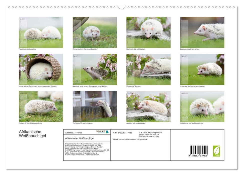African White-bellied Hedgehog (CALVENDO Premium Wall Calendar 2024) 