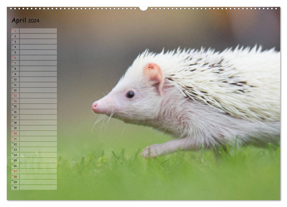 African White-bellied Hedgehog (CALVENDO Premium Wall Calendar 2024) 