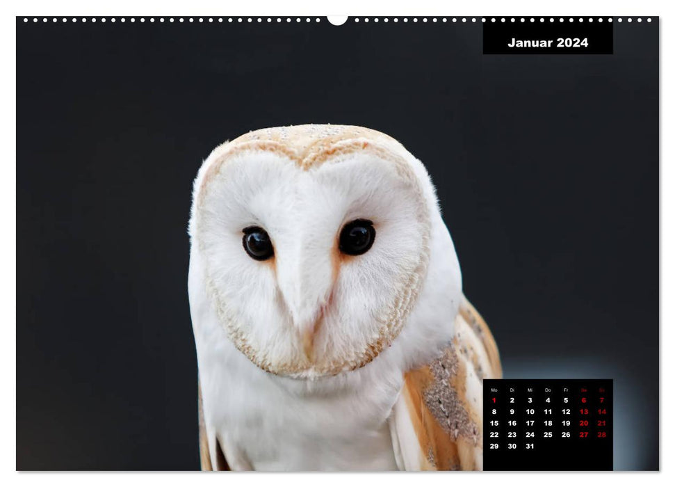 Birds of Prey - Rulers of the Skies (CALVENDO Premium Wall Calendar 2024) 