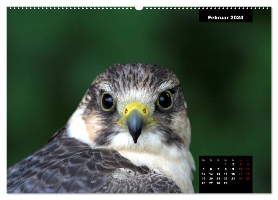 Greifvögel - Herrscher der Lüfte (CALVENDO Premium Wandkalender 2024)