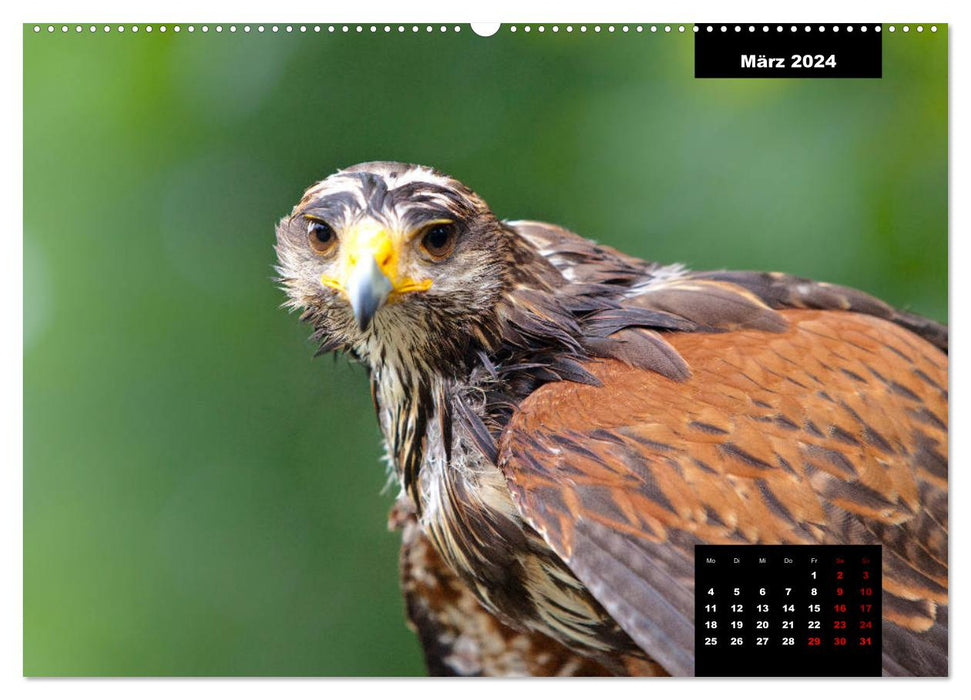 Greifvögel - Herrscher der Lüfte (CALVENDO Premium Wandkalender 2024)