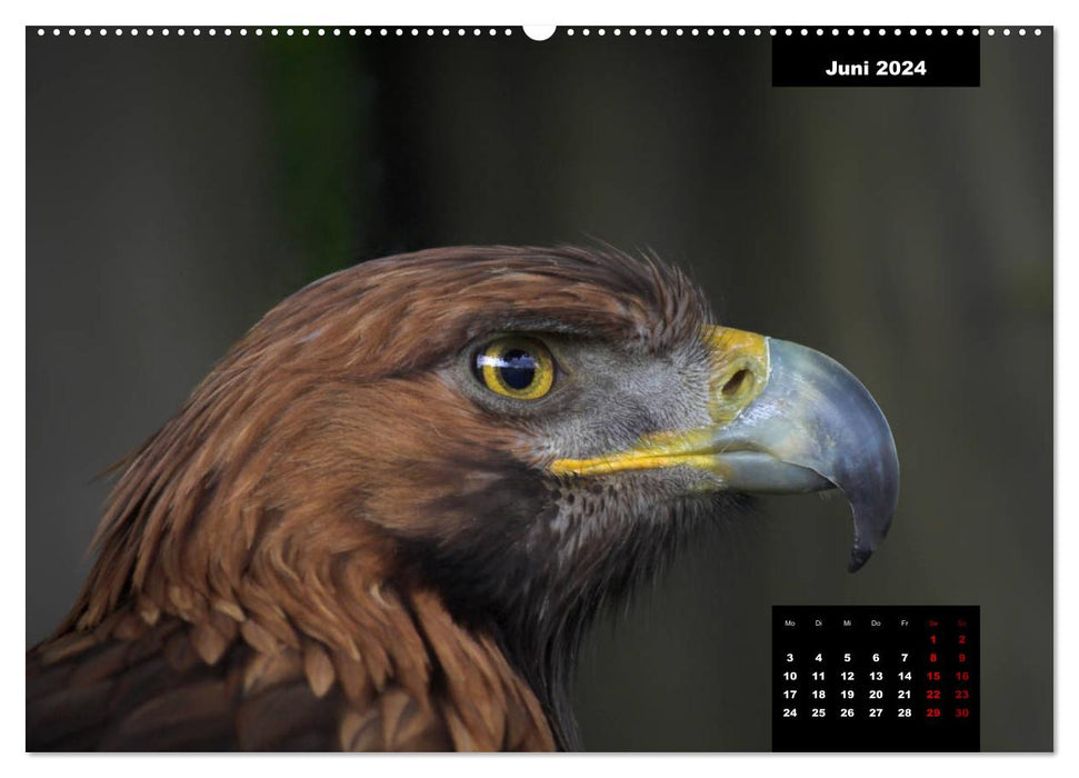 Birds of Prey - Rulers of the Skies (CALVENDO Premium Wall Calendar 2024) 