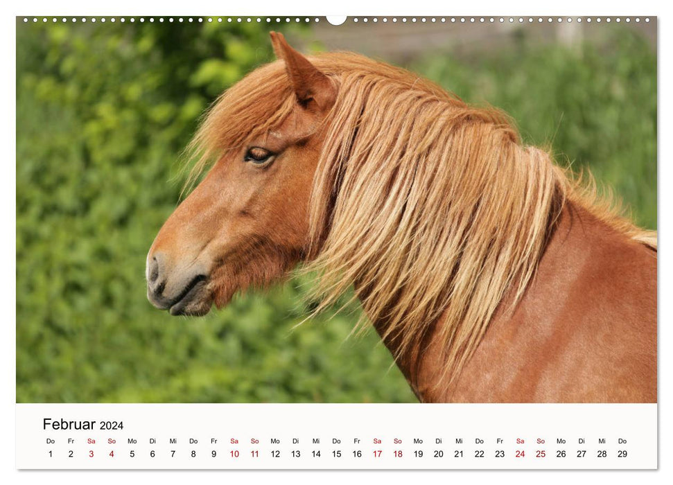 Icelanders - icelandic horses (CALVENDO Premium Wall Calendar 2024) 