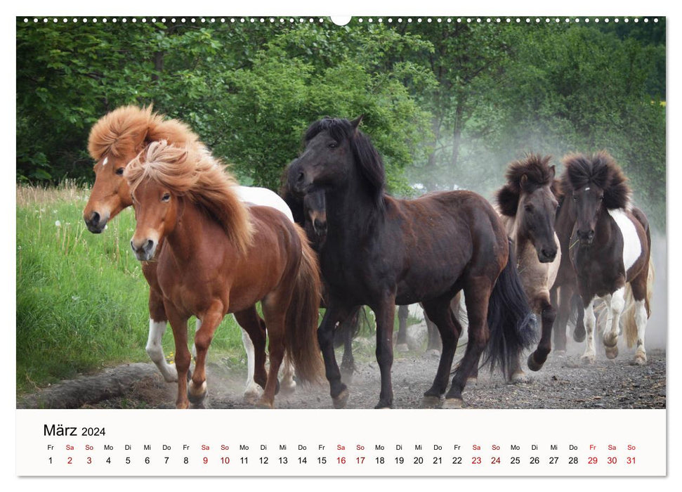 Icelanders - icelandic horses (CALVENDO Premium Wall Calendar 2024) 