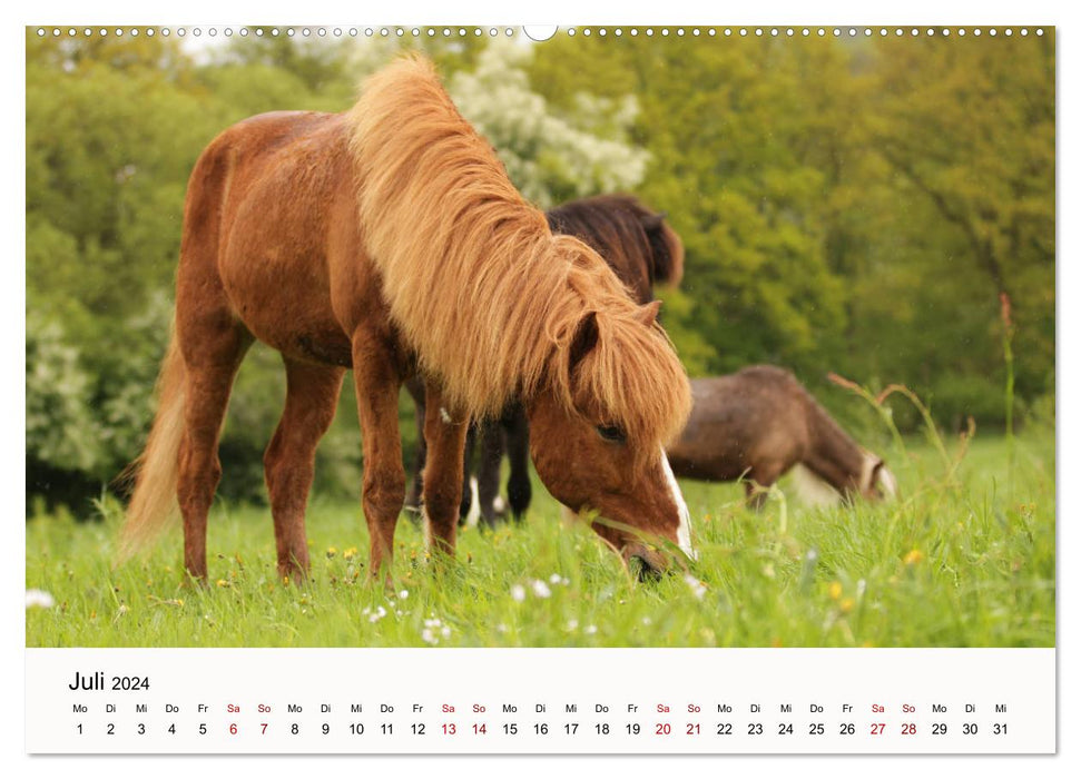 Isländer - icelandic horses (CALVENDO Premium Wandkalender 2024)