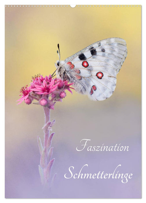 Faszination Schmetterlinge (CALVENDO Wandkalender 2024)