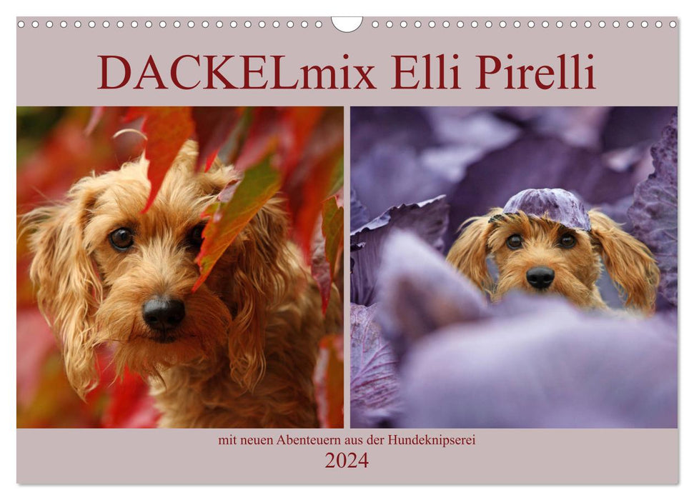 DACKELmix Elli Pirelli (CALVENDO Wandkalender 2024)