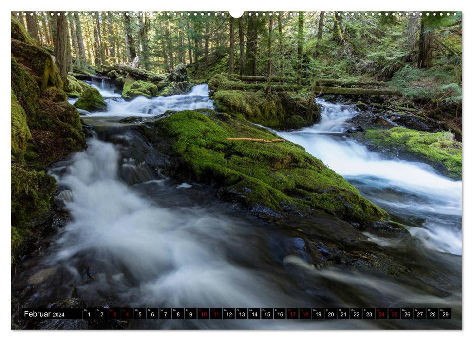 Forest Water (CALVENDO Premium Wall Calendar 2024) 