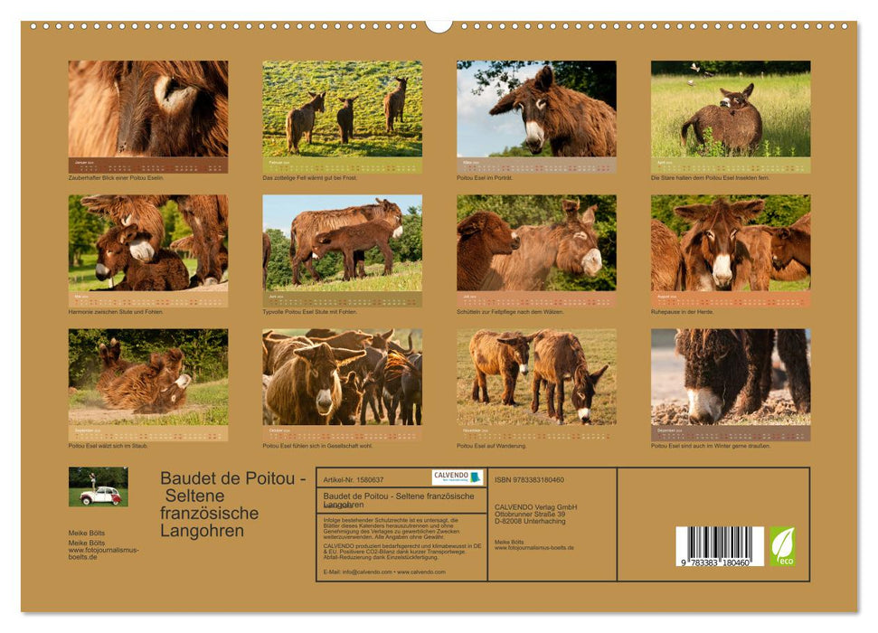 Baudet de Poitou - Rare French Long Ears (CALVENDO Premium Wall Calendar 2024) 