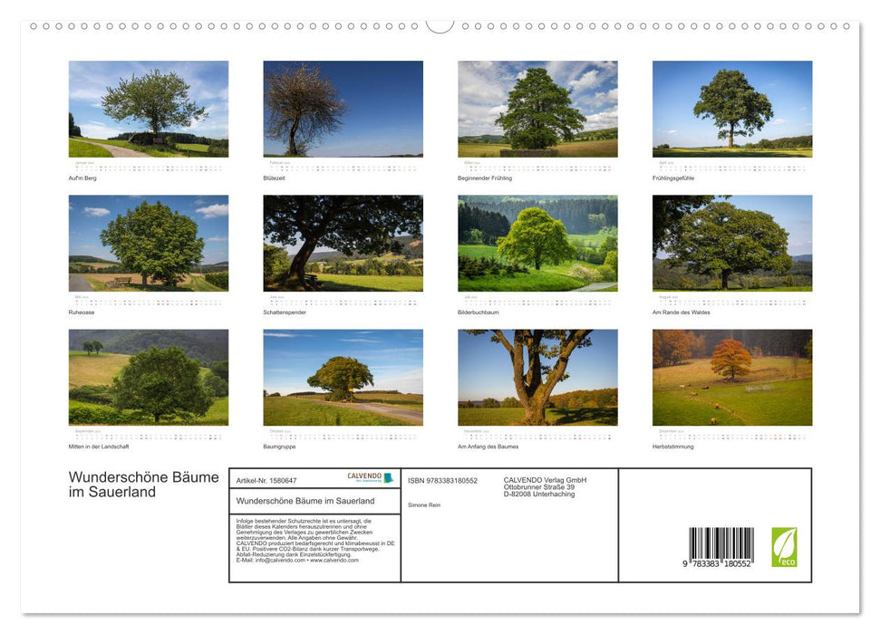 Beautiful trees in the Sauerland (CALVENDO Premium Wall Calendar 2024) 