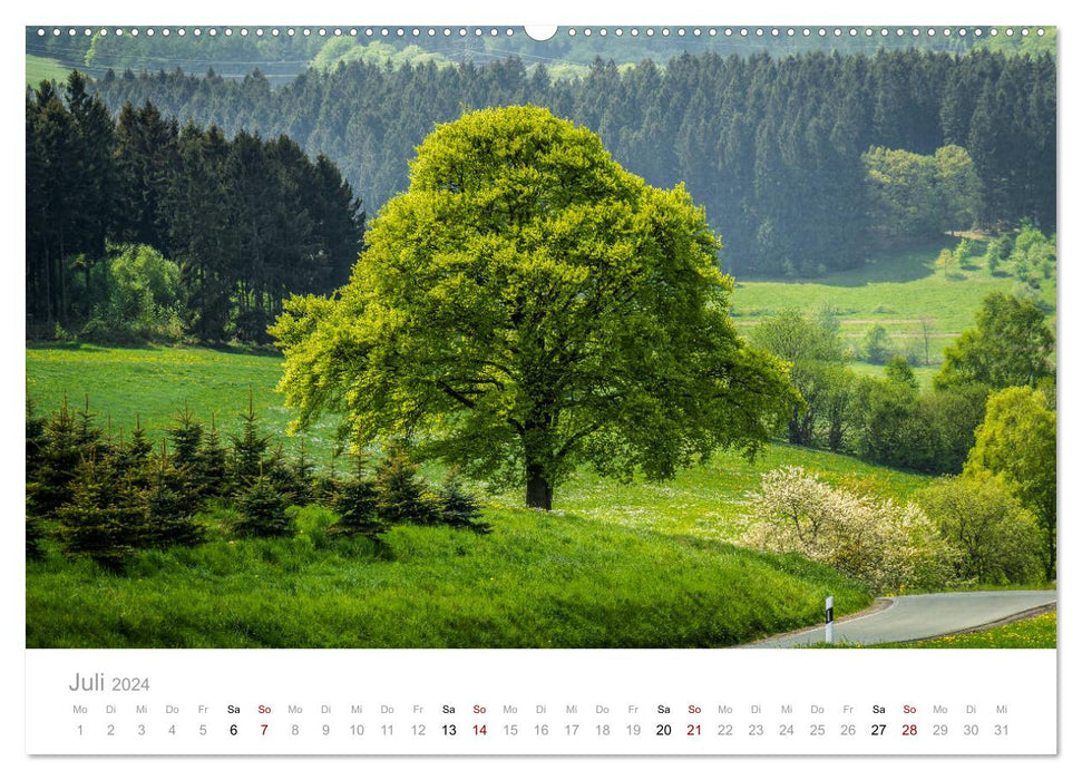 Wunderschöne Bäume im Sauerland (CALVENDO Premium Wandkalender 2024)