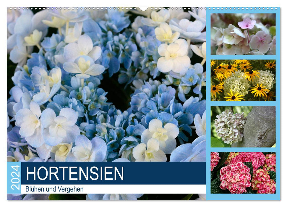 Hortensien Blühen und Vergehen (CALVENDO Wandkalender 2024)