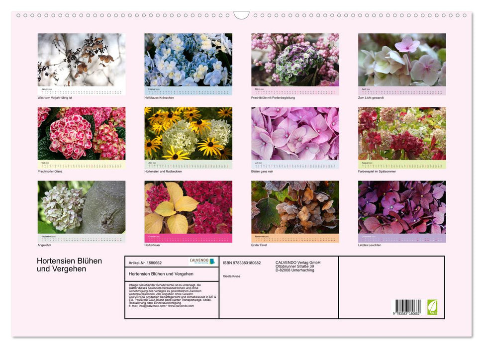 Hydrangeas bloom and fade (CALVENDO wall calendar 2024) 