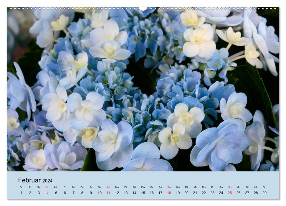 Hydrangeas bloom and fade (CALVENDO wall calendar 2024) 