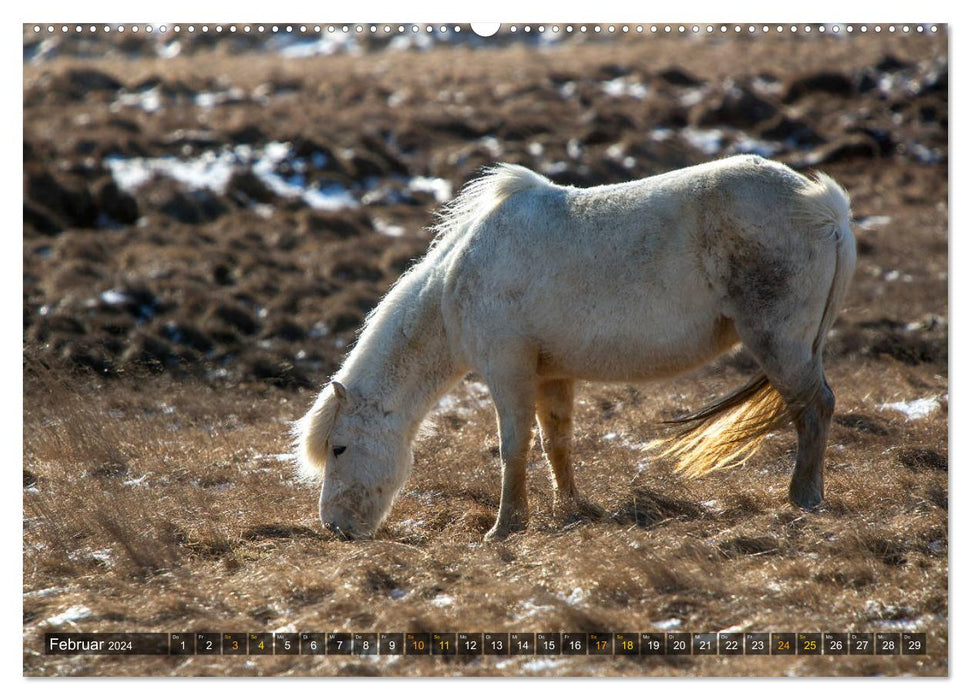 Icelandic Beauties (CALVENDO Premium Wall Calendar 2024) 