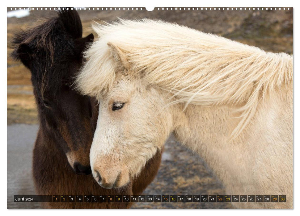 Icelandic Beauties (CALVENDO Premium Wall Calendar 2024) 