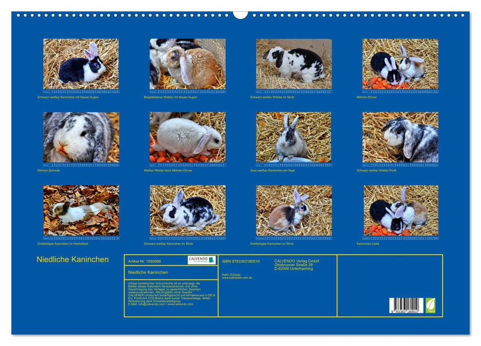 Cute rabbits (CALVENDO wall calendar 2024) 