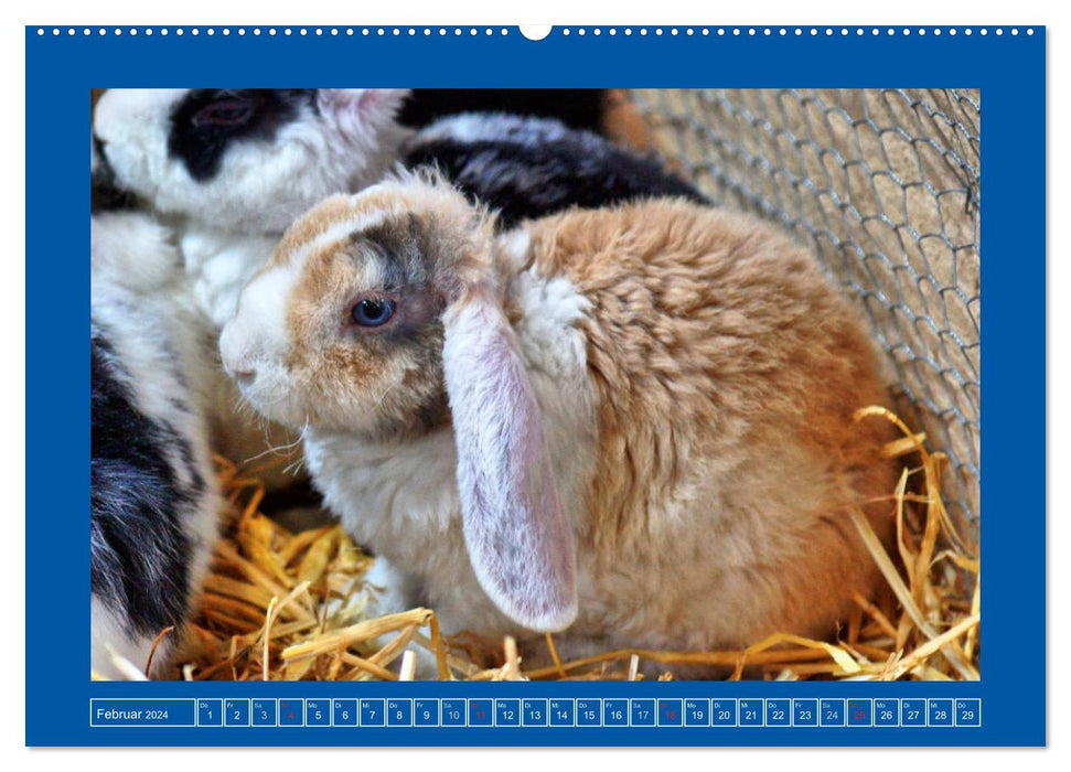 Cute rabbits (CALVENDO wall calendar 2024) 