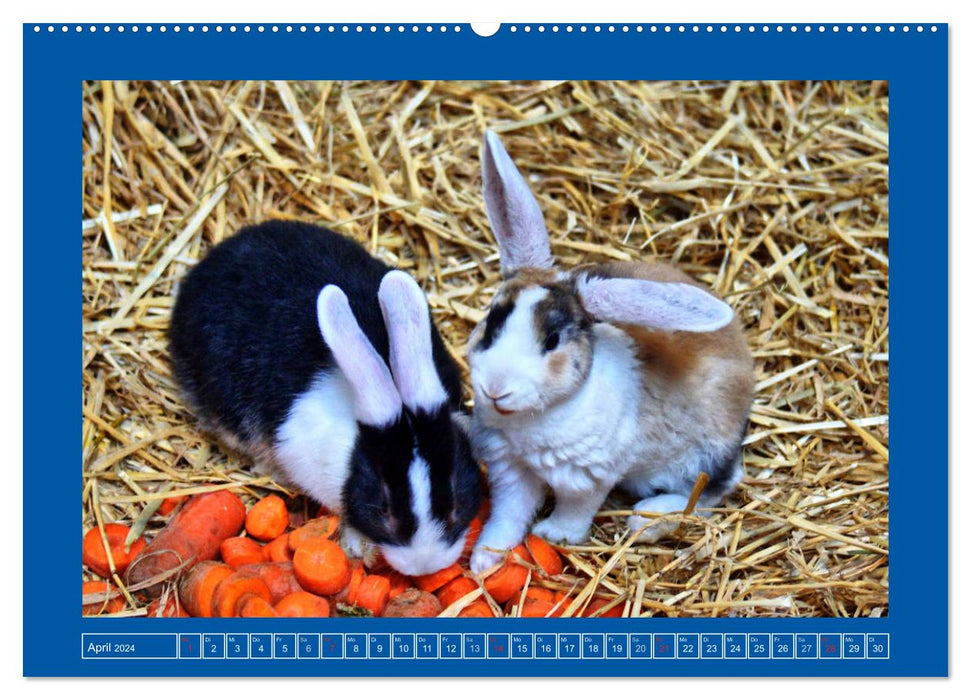 Cute rabbits (CALVENDO wall calendar 2024) 