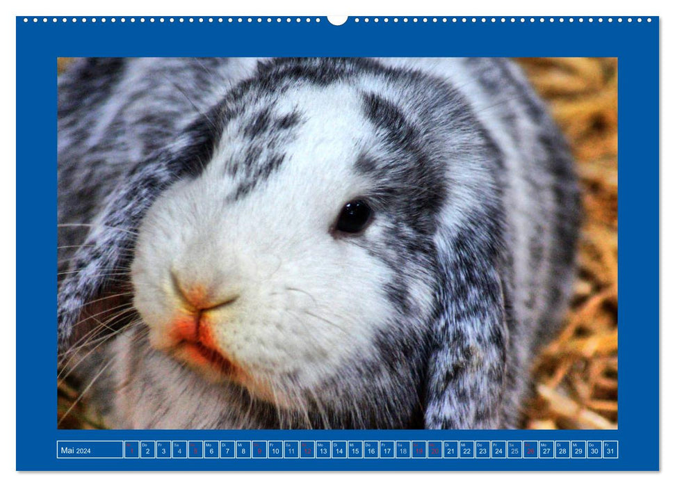 Cute rabbits (CALVENDO wall calendar 2024) 