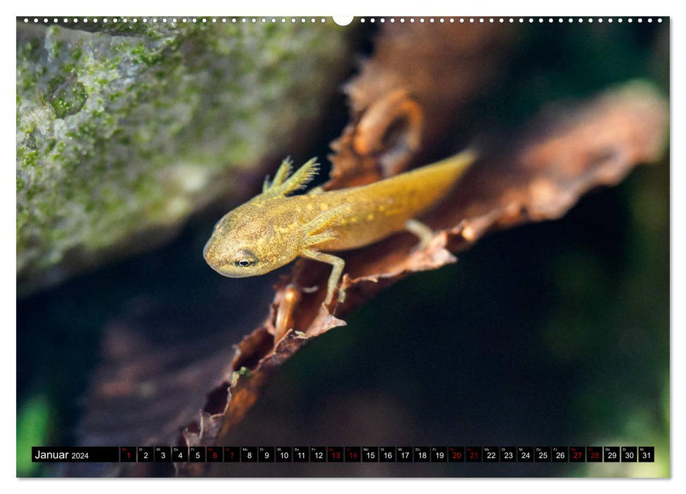 Mitten unter uns - Großstadt-Molche (CALVENDO Premium Wandkalender 2024)