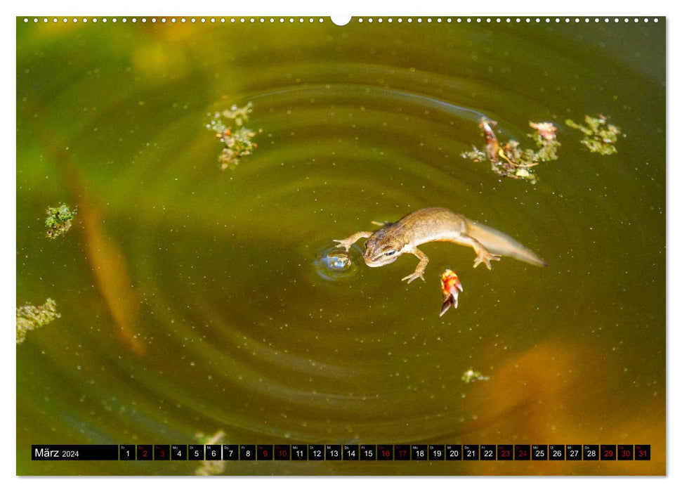 In the middle of us - big city newts (CALVENDO Premium wall calendar 2024) 