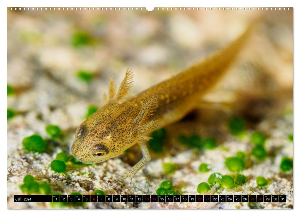 In the middle of us - big city newts (CALVENDO Premium wall calendar 2024) 