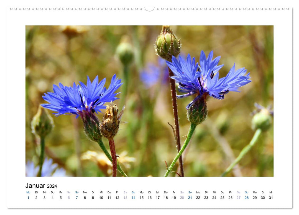 Bleuets - Beautés bleues (Calvendo Premium Wall Calendar 2024) 