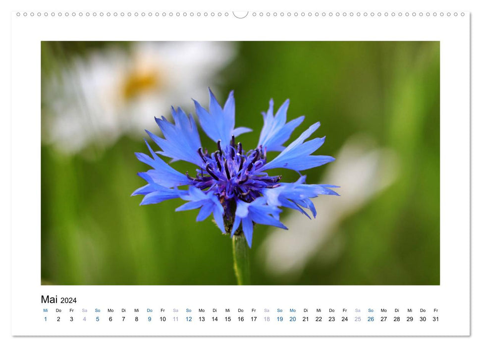 Kornblumen - Blaue Schönheiten (CALVENDO Premium Wandkalender 2024)