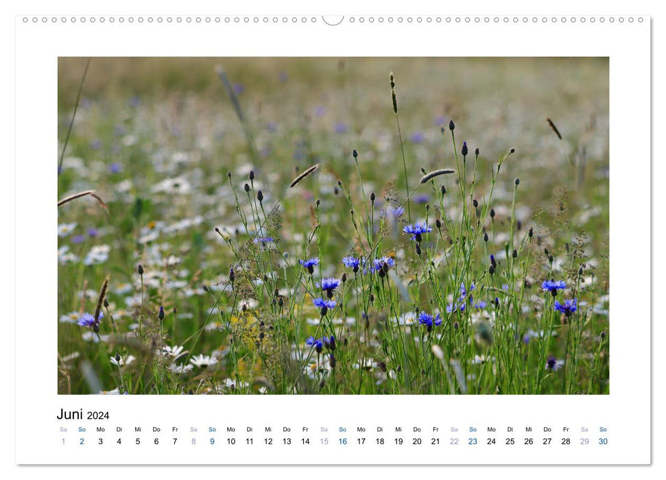 Bleuets - Beautés bleues (Calvendo Premium Wall Calendar 2024) 