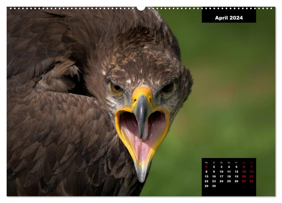 Greifvögel - Herrscher der Lüfte (CALVENDO Wandkalender 2024)