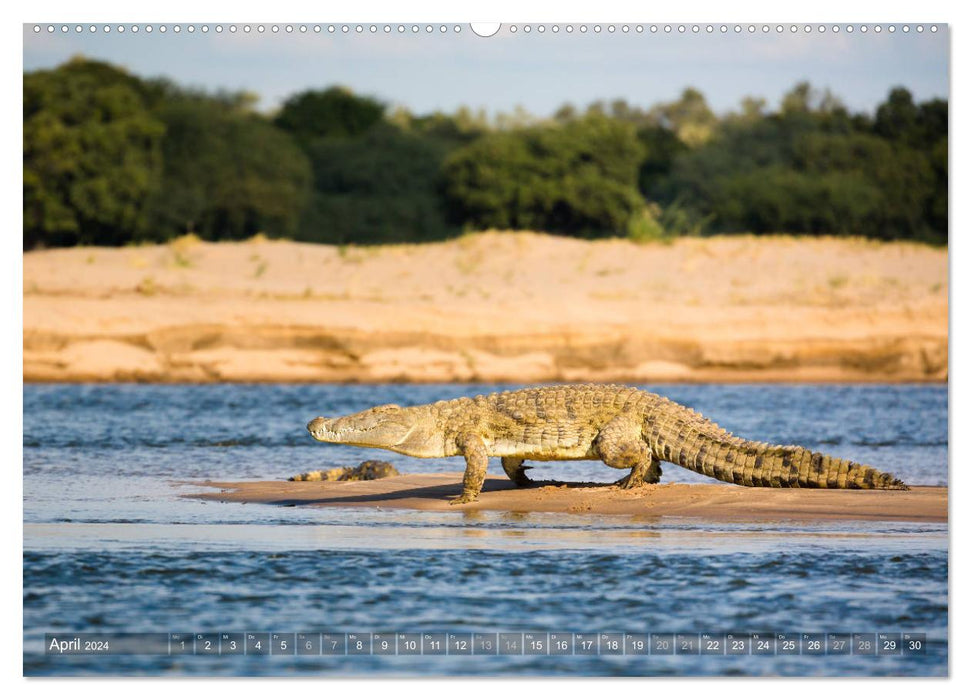 Adventure Zambia (CALVENDO Premium Wall Calendar 2024) 