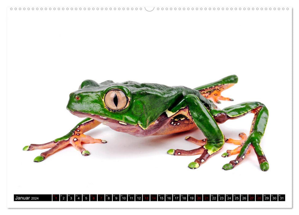 Amphibiens et reptiles (Calendrier mural CALVENDO Premium 2024) 