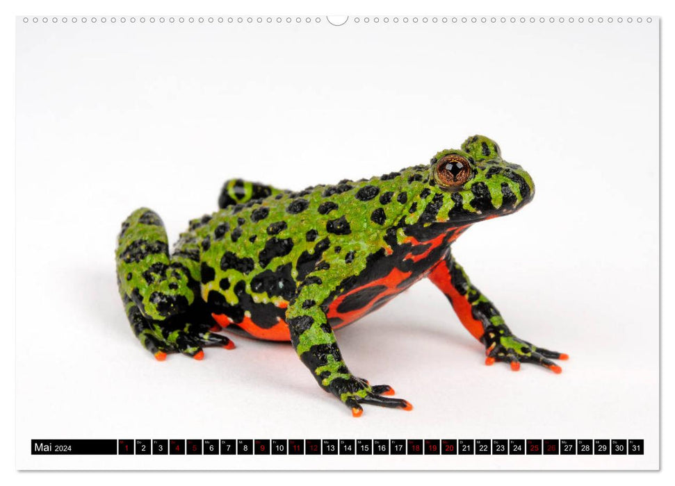 Amphibien und Reptilien (CALVENDO Premium Wandkalender 2024)