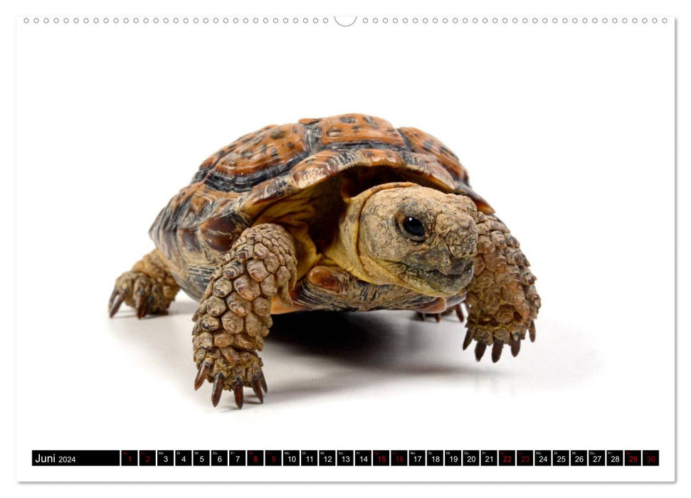 Amphibians and reptiles (CALVENDO Premium Wall Calendar 2024) 