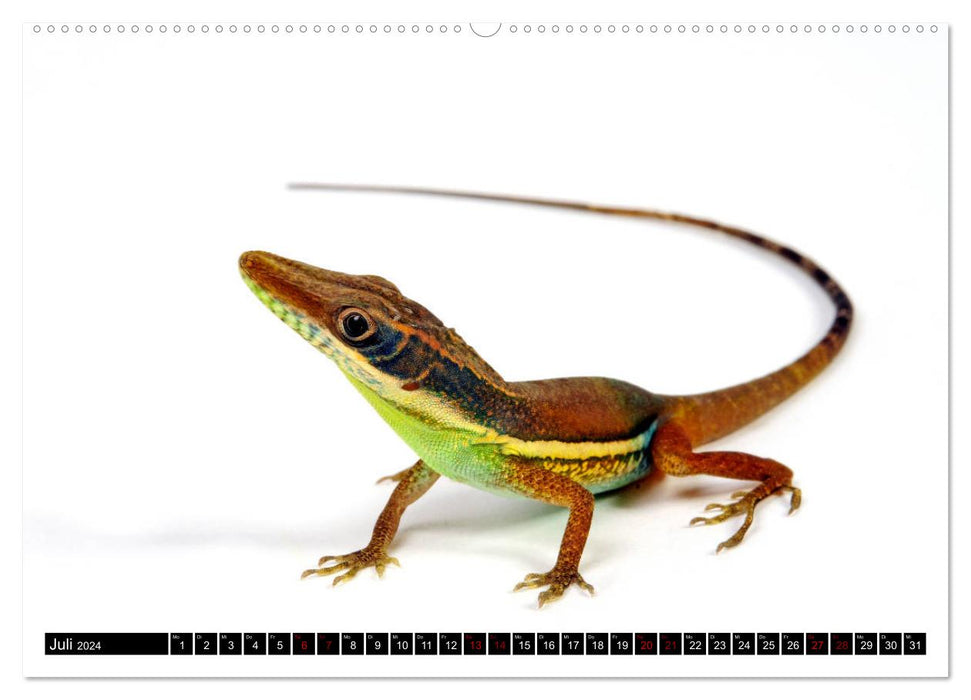Amphibiens et reptiles (Calendrier mural CALVENDO Premium 2024) 