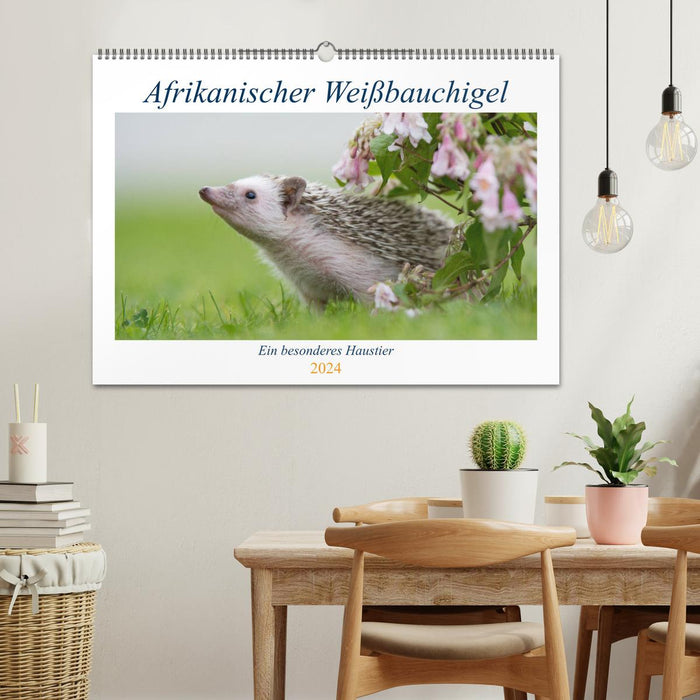 African white-bellied hedgehog (CALVENDO wall calendar 2024) 