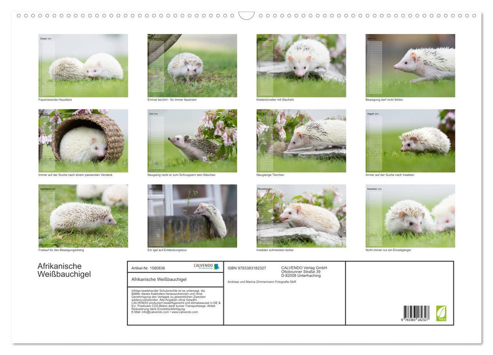 African white-bellied hedgehog (CALVENDO wall calendar 2024) 