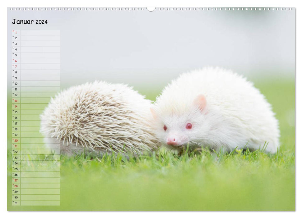 African white-bellied hedgehog (CALVENDO wall calendar 2024) 