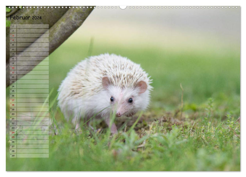 African white-bellied hedgehog (CALVENDO wall calendar 2024) 