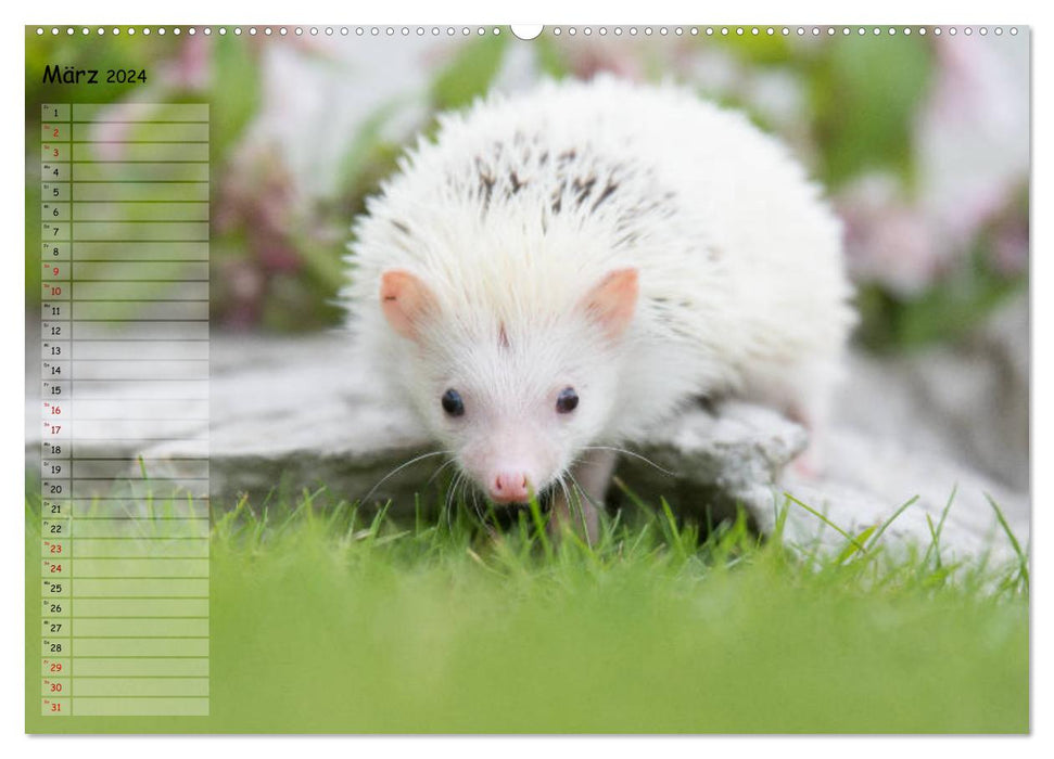 African white-bellied hedgehog (CALVENDO wall calendar 2024) 