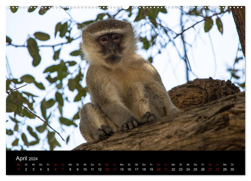 Afrika - Faszination Tierwelt (CALVENDO Wandkalender 2024)