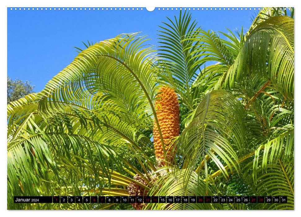 Botanischer Garten Palermo (CALVENDO Premium Wandkalender 2024)