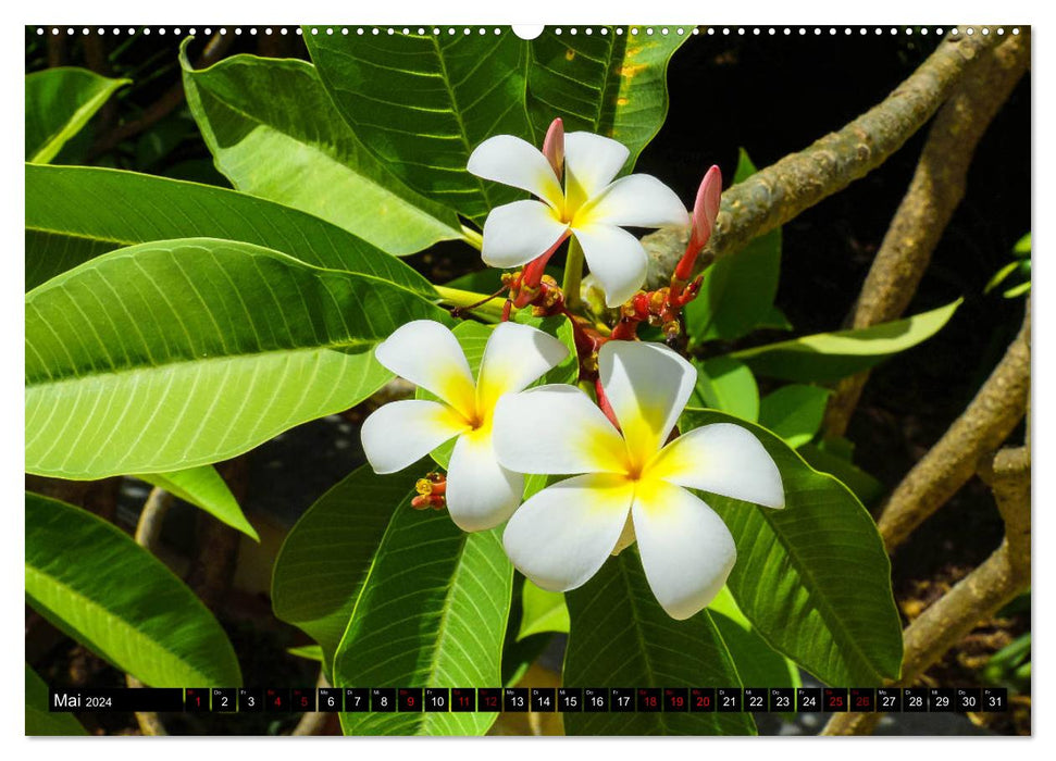 Jardin botanique de Palerme (Calvendo Premium Wall Calendar 2024) 