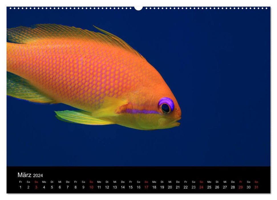 Pictures of the Depth 2024 (CALVENDO Premium Wall Calendar 2024) 