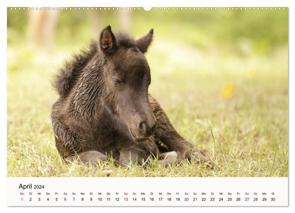 Icelandic horses - icelandic horses (CALVENDO wall calendar 2024) 