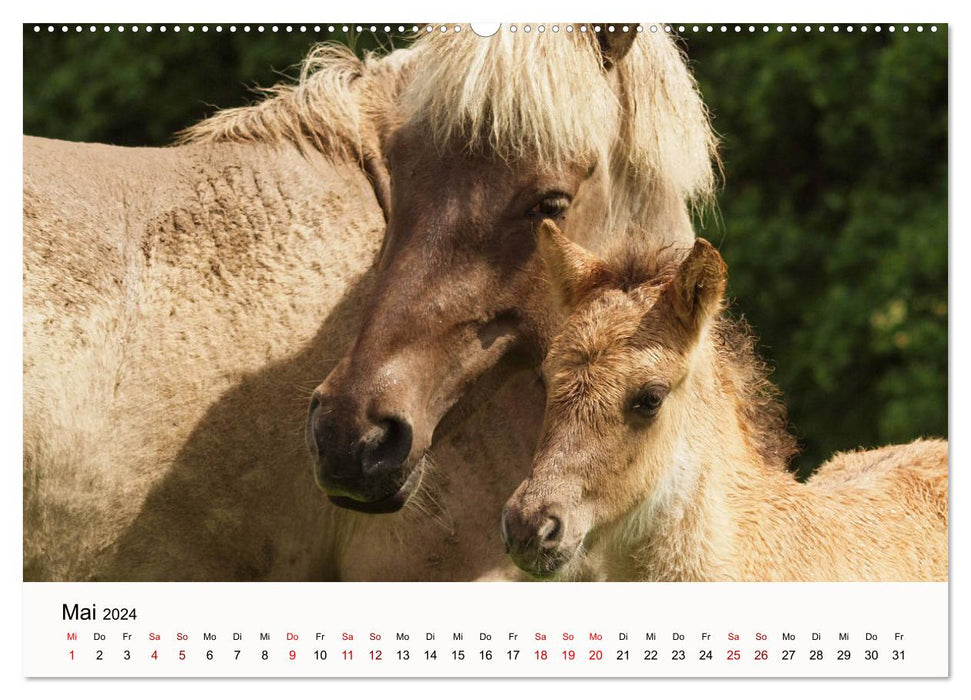 Icelandic horses - icelandic horses (CALVENDO wall calendar 2024) 