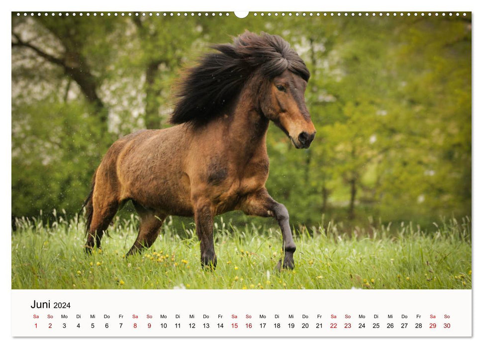 Icelandic horses - icelandic horses (CALVENDO wall calendar 2024) 