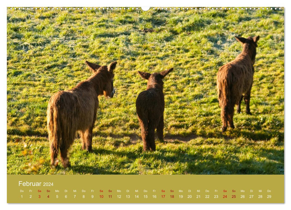 Baudet de Poitou - Seltene französische Langohren (CALVENDO Wandkalender 2024)